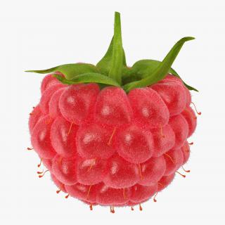 3D Raspberry with Fur model