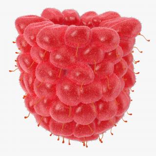 Fresh Raspberry with Fur 3D model