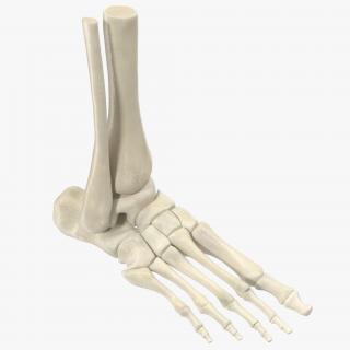 Human Skeleton Foot 3D model