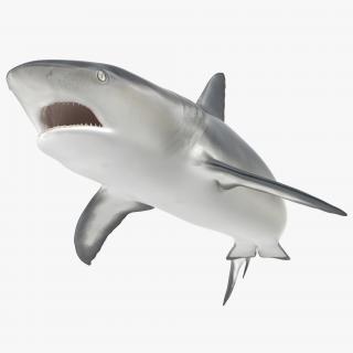 Caribbean Reef Shark Swimming Pose 3D model