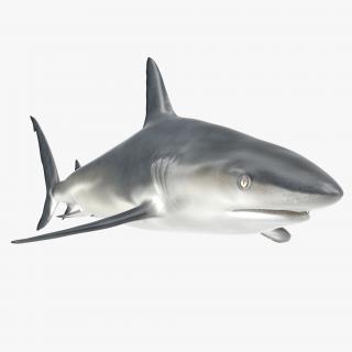 3D model Caribbean Reef Shark