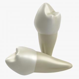 3D model Bicuspid