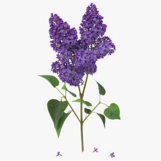 3D model Syringa Lilac 2