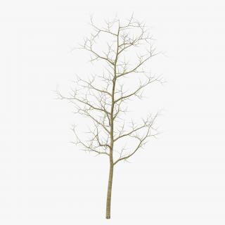 Young White Oak Winter 3D