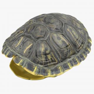 Turtle Shell 3D