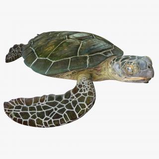 Sea Turtle Pose 2 3D