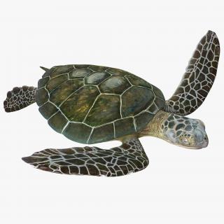 Sea Turtle Pose 3 3D