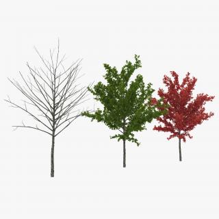 3D Young Tree Red Maple 3D Models Collection