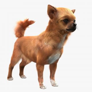 3D Chihuahua with Fur model