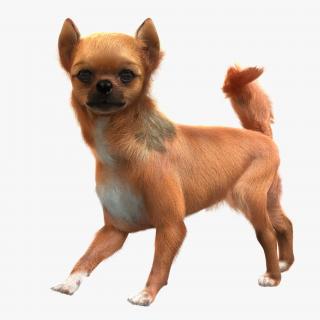 3D Chihuahua Rigged