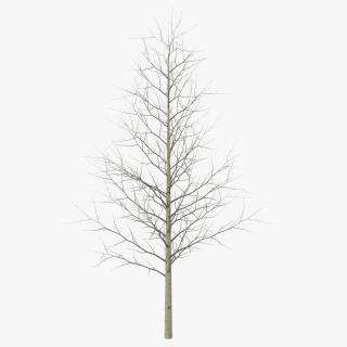 3D Young Yellow Poplar Tree Winter