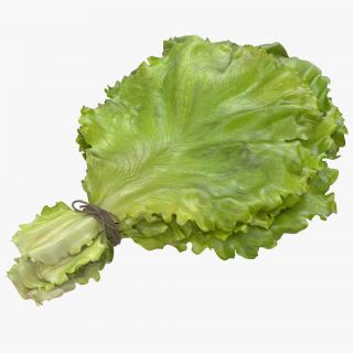 3D Lettuce Leaf Bunch model