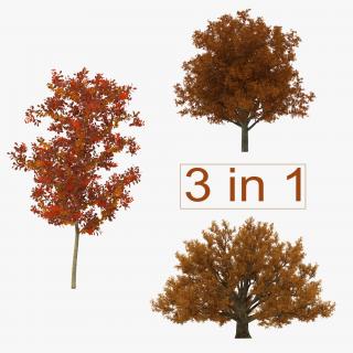 3D Autumn White Oak Trees Collection model