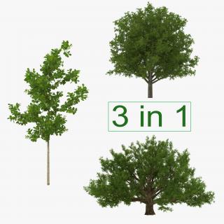 3D Summer White Oak Trees Collection model