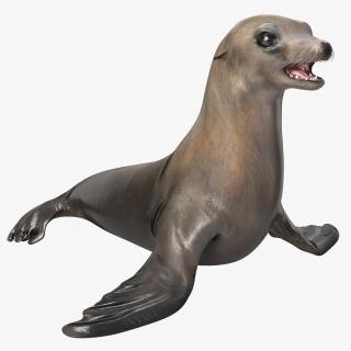 3D model Sea Lion