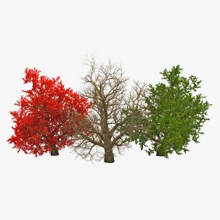 Old Red Maple Tree 3D Models Set 3D