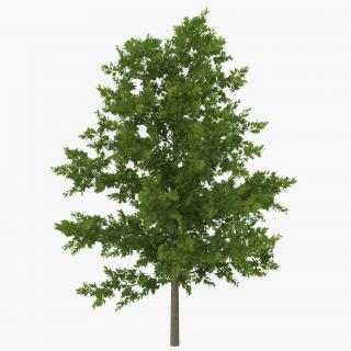 3D model Red Oak Young Tree Summer