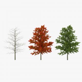 Red Oak Young Tree Collection 3D model