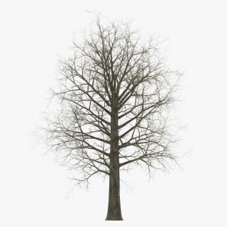 Red Oak Tree Winter 3D model