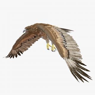 Gurney Eagle Pose 4 3D model