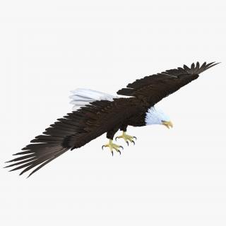 3D model Bald Eagle