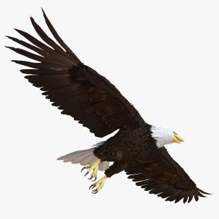 Bald Eagle Pose 7 3D