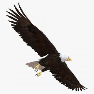 Bald Eagle Rigged 3D