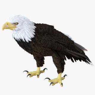 Bald Eagle Standing Pose 3D model