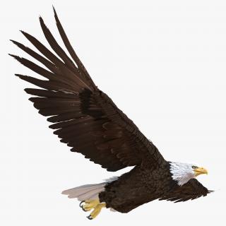 Bald Eagle Pose 3 3D