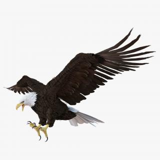 Bald Eagle Pose 2 3D