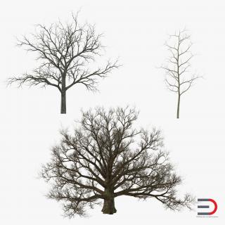 Winter White Oaks Trees Collection 3D model