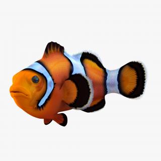 3D Clownfish Swimming Pose model