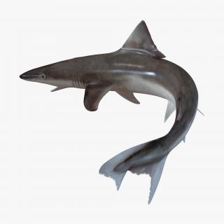 3D School Shark Swimming Pose