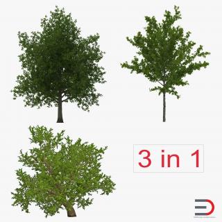 3D Summer Red Maple Trees Collection model