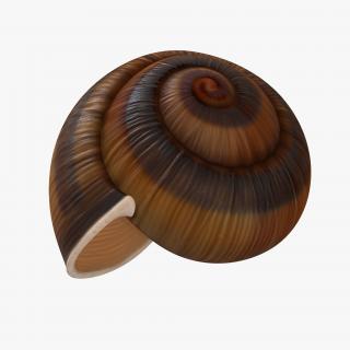 3D Snail Shell