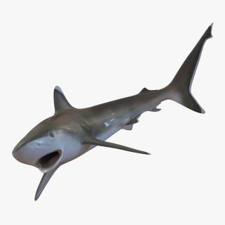 Silvertip Shark Swimming Pose 3D model