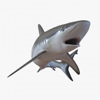 Grey Reef Shark Swimming Pose 3D model