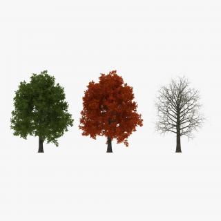 3D Red Oak Tree Set