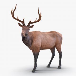 3D model Elk Pose 2