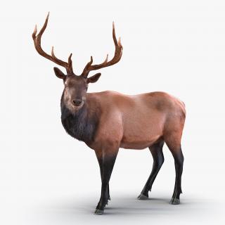 3D Bear and Elk Collection model