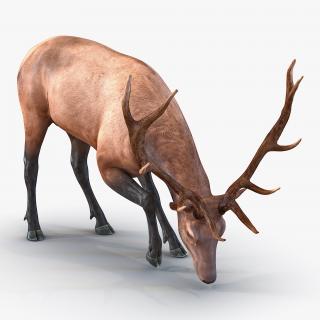 3D model Elk Pose 3