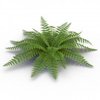 3D model Fern