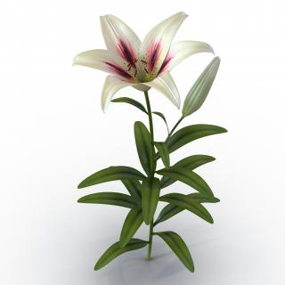 3D White Asiatic Lily model