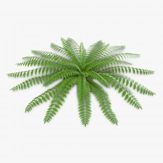 3D model Fern 2