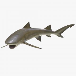 3D Sicklefin Lemon Shark Pose 2 model