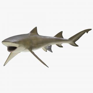 3D Sicklefin Lemon Shark Rigged model