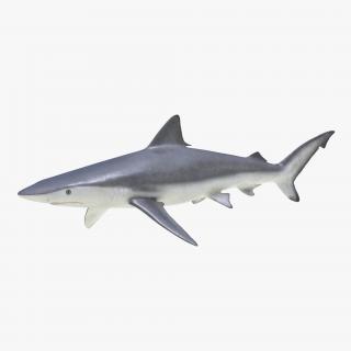 3D model Smalltail Shark