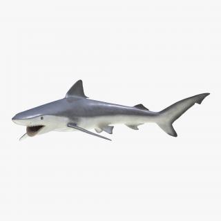 Smalltail Shark Pose 2 3D