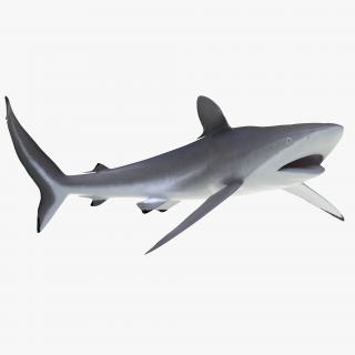 3D Silky Shark Rigged model