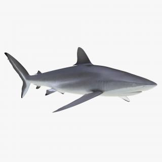 3D Silky Shark